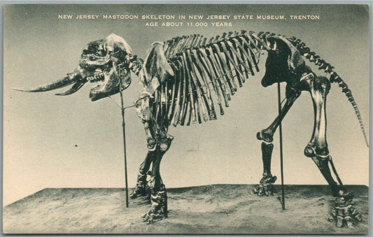 TRENTON NJ MUSEUM MASTODON SKELETON ANTIQUE POSTCARD