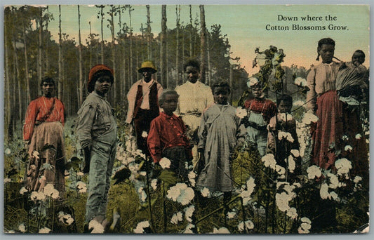 COTTON BLOSSOMS GROW ANTIQUE POSTCARD