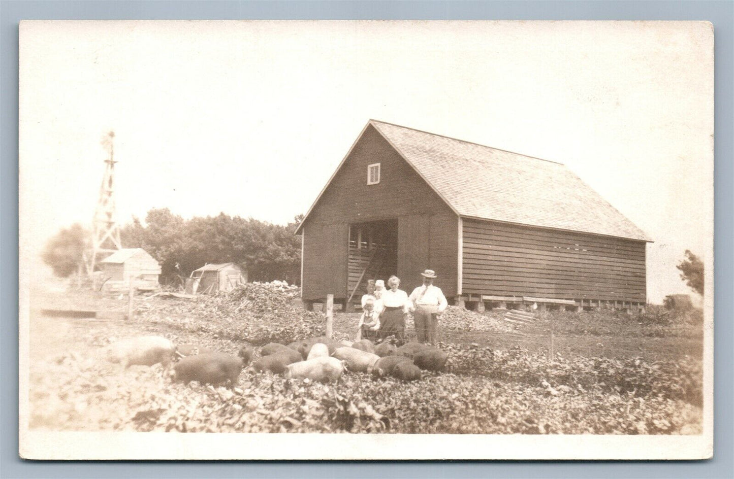 FARM SCENE w/ PIGS ANTIQUE REAL PHOTO POSTCARD RPPC