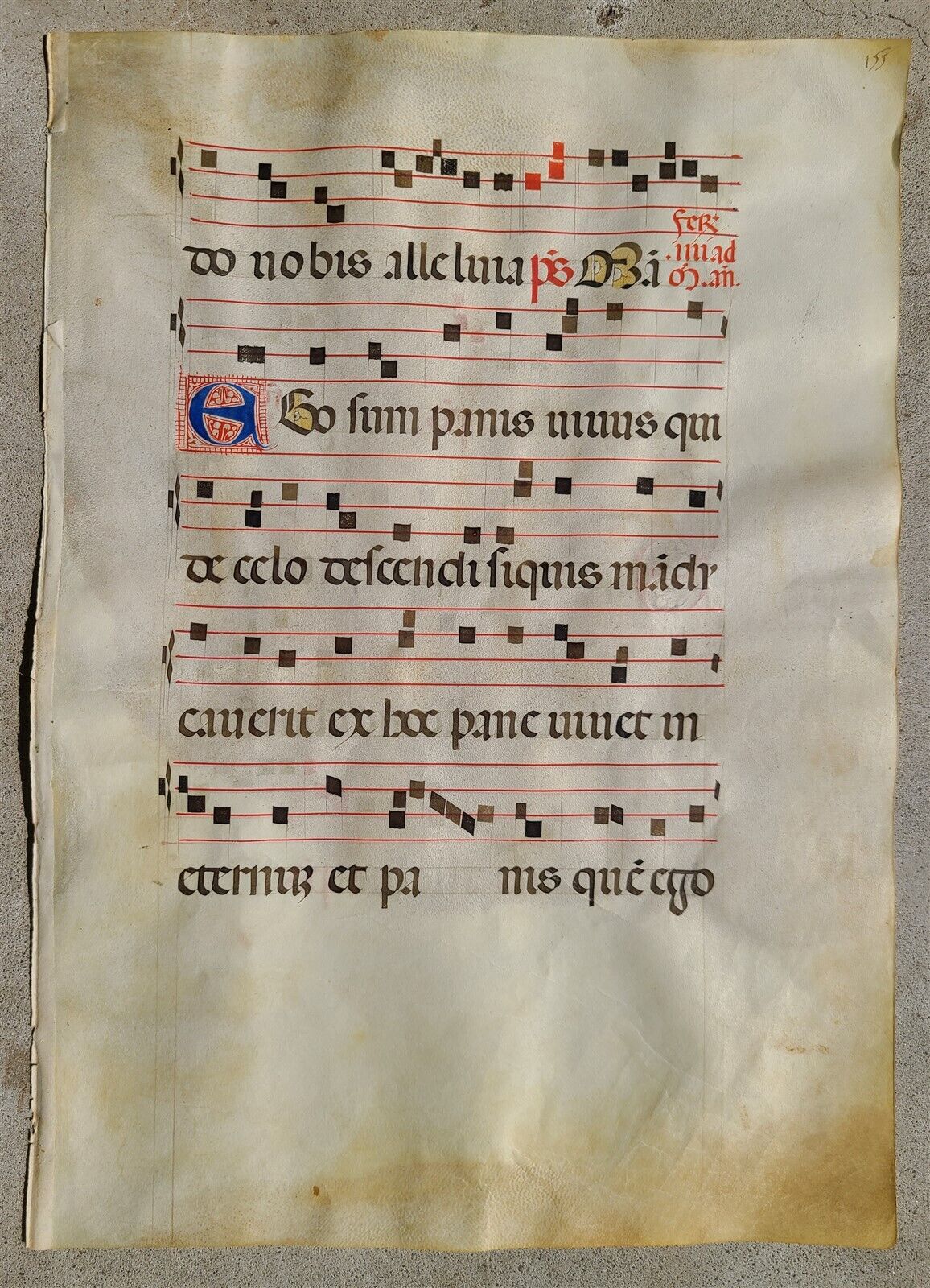 16th - 17th century ANTIPHONAL CHART MANUSCRIPT on VELLUM antique music score