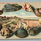 OCEAN GROVE NJ THE BOARD WALK SHELL BORDERS ANTIQUE POSTCARD
