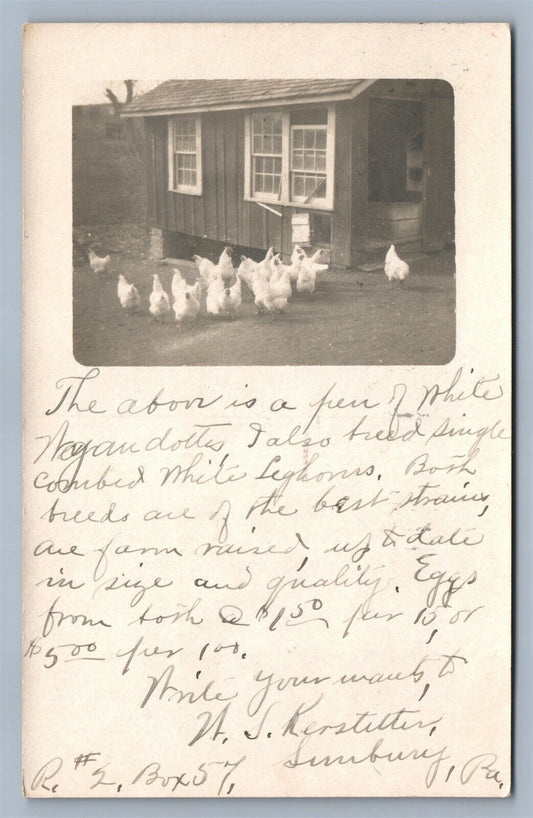 SUNBURY PA FARM SCENE w/ CHICKENS ANTIQUE REAL PHOTO POSTCARD RPPC