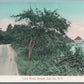 ROSCOE SULL CO. NY LAKE WOOD ANTIQUE POSTCARD