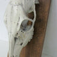 ANIMAL SKULL MOUNTED taxidermy