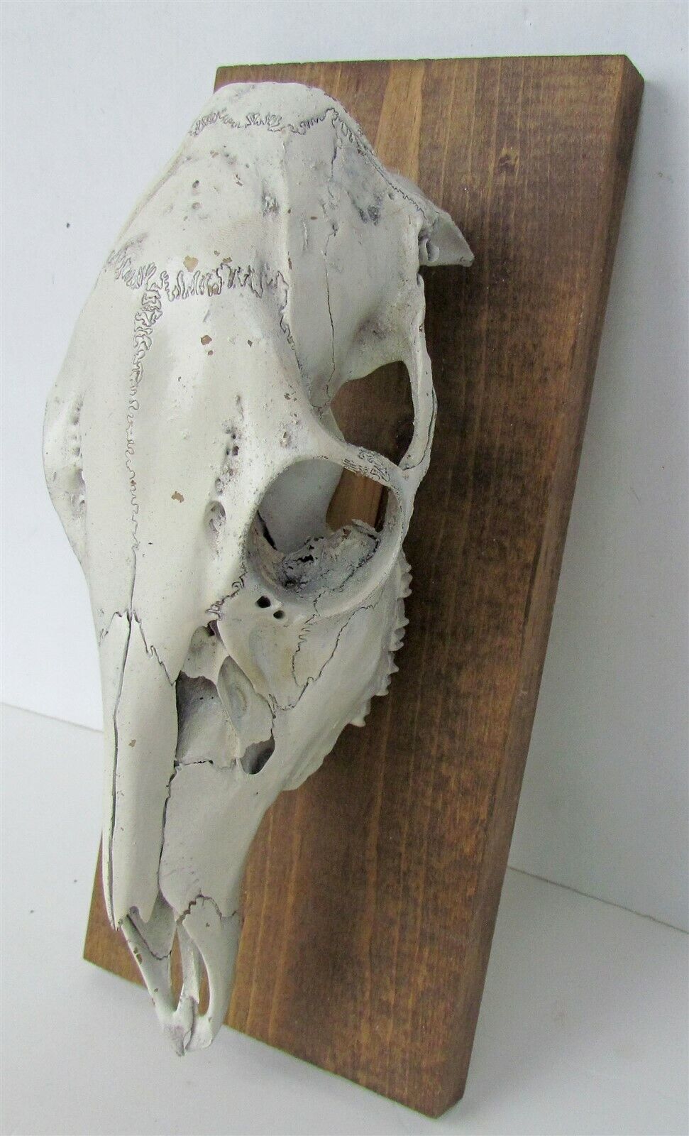 ANIMAL SKULL MOUNTED taxidermy