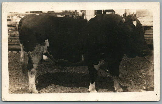 BULL STUD ANTIQUE REAL PHOTO POSTCARD RPPC