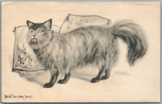 FUNNY CAT ANTIQUE POSTCARD