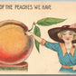 EXAGGERATED 1913 ANTIQUE POSTCARD PEACHES farming w/ CORK CANCEL