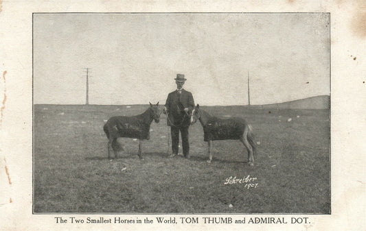 WORLD'S SMALLEST HORSES TOM THUMB & ADMIRAL DOT 1907 UNDIVIDED ANTIQUE POSTCARD