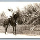 BLACK AMERICANA YOUNG HORSEMAN ANTIQUE REAL PHOTO POSTCARD RPPC