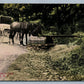MOHONK NY ROAD TO LAKE ANTIQUE POSTCARD