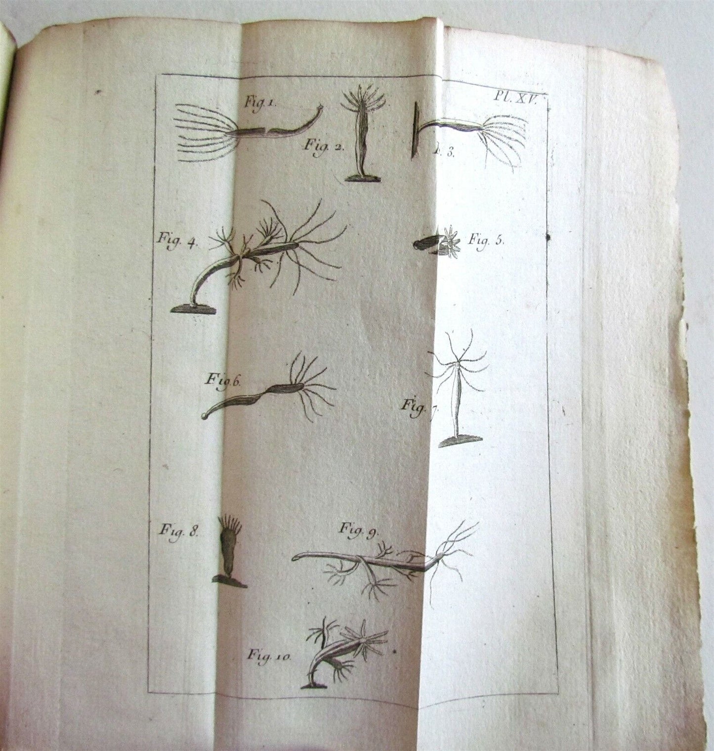 1744 NATURAL HISTORY of the POLYPES ILLUSTRATED w/ 22 engraved plates ANTIQUE