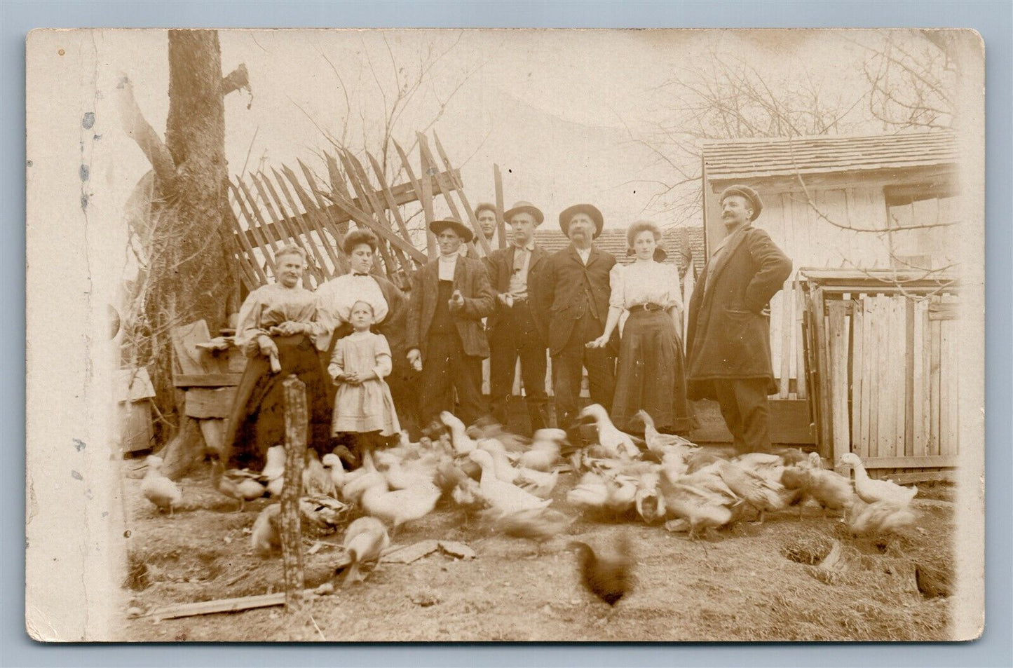 CHICKENS & DUCKS FEEDING FARMING ANTIQUE REAL PHOTO POSTCARD RPPC