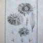 1700 BOTANY ILLUSTRATED 3 VOLUMES TOURNEFORT INSTITUTIONES REI HERBARIAE antique