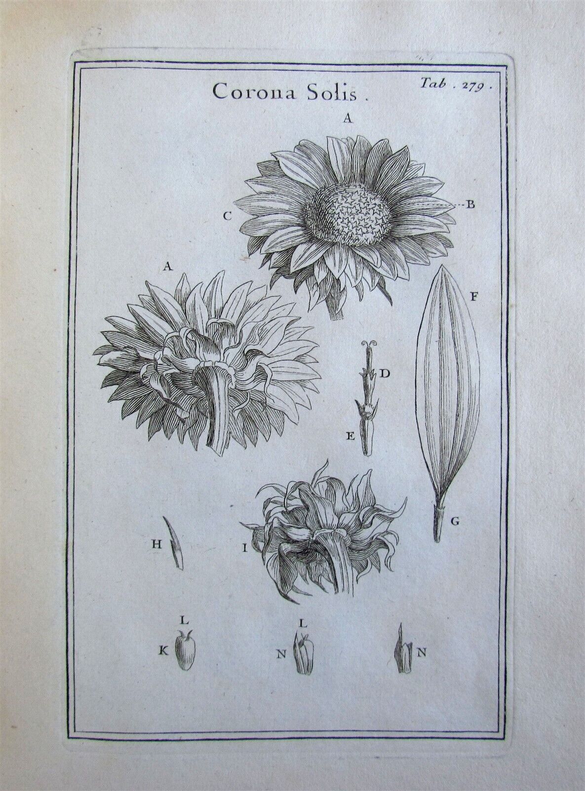 1700 BOTANY ILLUSTRATED 3 VOLUMES TOURNEFORT INSTITUTIONES REI HERBARIAE antique