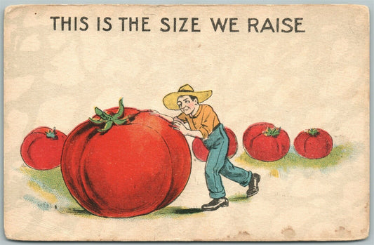 EXAGGERATED ANTIQUE POSTCARD TOMATOES farming