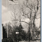 MOORESTOWN NJ SYCAMORE TREE 1952 VINTAGE POSTCARD w/ AMERICAN FLAG