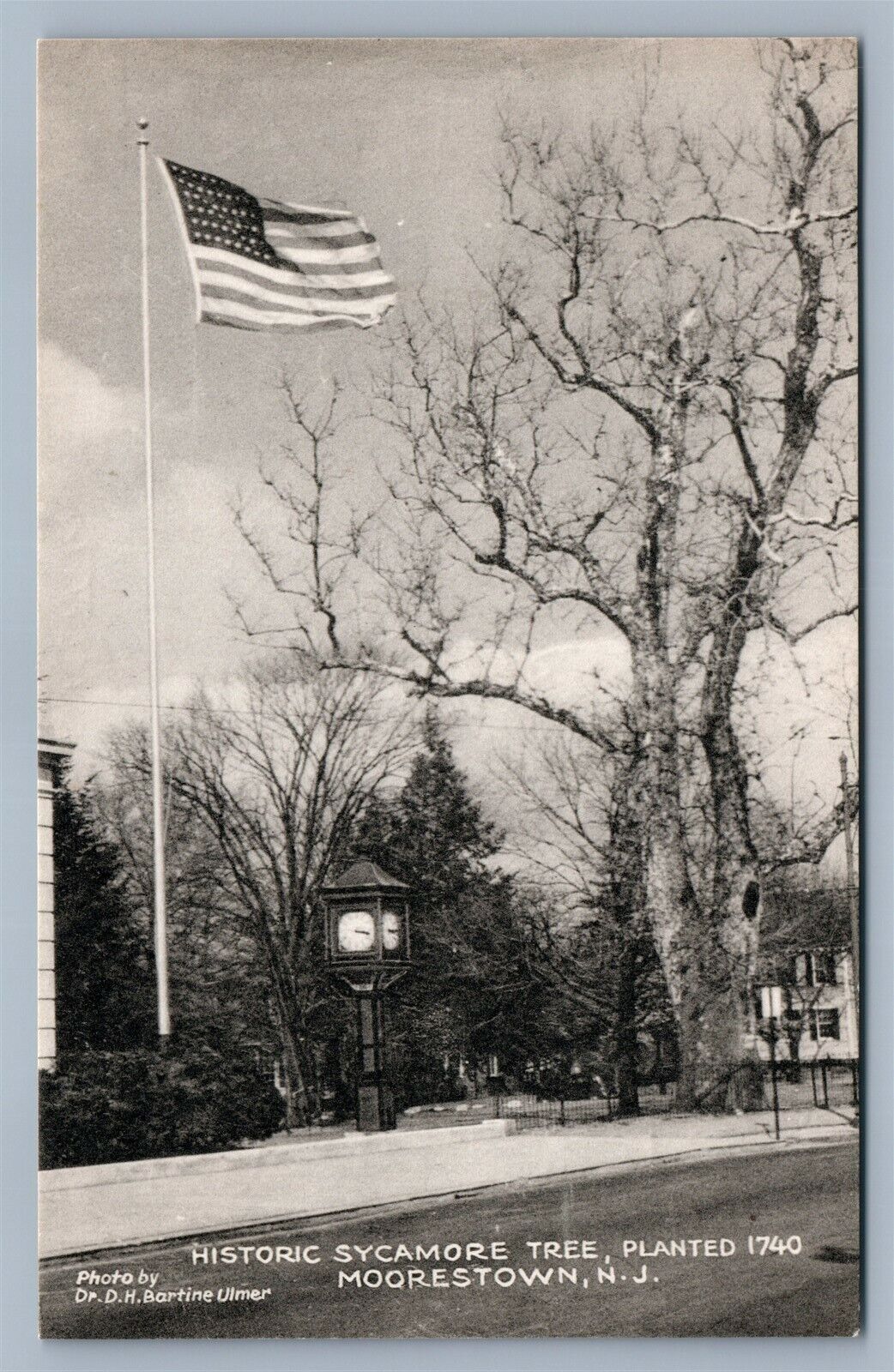 MOORESTOWN NJ SYCAMORE TREE 1952 VINTAGE POSTCARD w/ AMERICAN FLAG