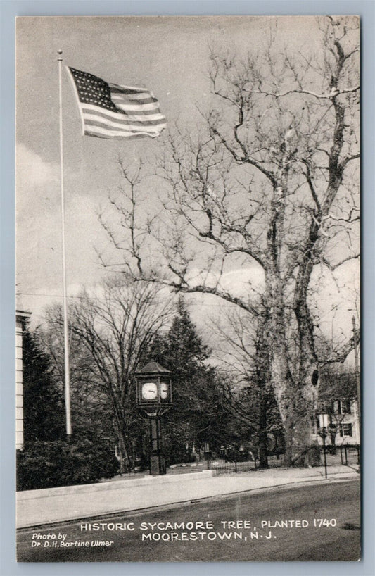 MOORESTOWN NJ SYCAMORE TREE 1952 VINTAGE POSTCARD w/ AMERICAN FLAG