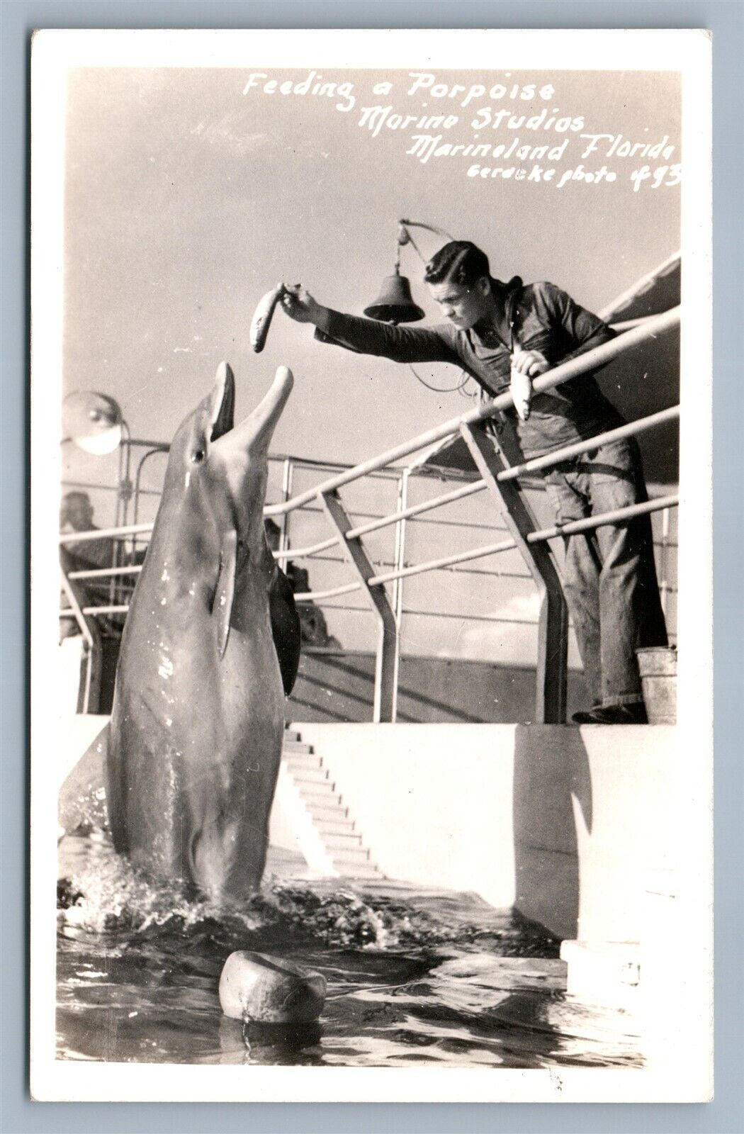 MARINELAND FL FEEDING A PORPOISE VINTAGE REAL PHOTO POSTCARD RPPC