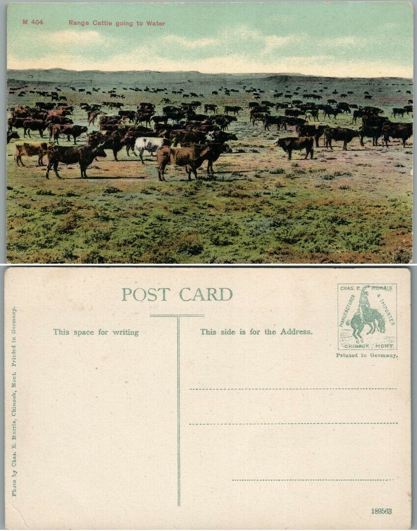 RANGE CATTLE GOING TO WATER ANTIQUE POSTCARD