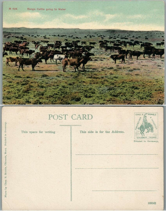 RANGE CATTLE GOING TO WATER ANTIQUE POSTCARD