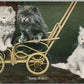 CUTE KITTENS READY TO GO ANTIQUE POSTCARD