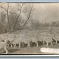 FARM SCENE w/ SHEEPS ANTIQUE REAL PHOTO POSTCARD RPPC