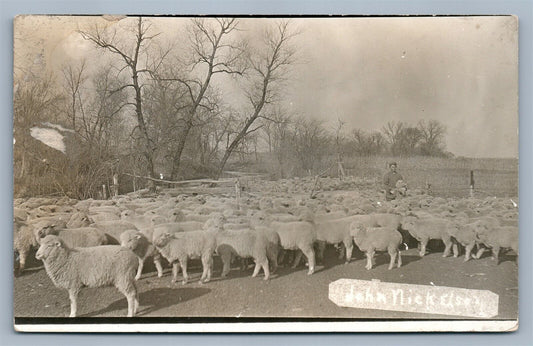 FARM SCENE w/ SHEEPS ANTIQUE REAL PHOTO POSTCARD RPPC