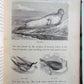 1880 WHAT MR. DARWIN SAW IN HIS VOYAGE ROUND THE WORLD IN SHIP BEAGLE ANTIQUE