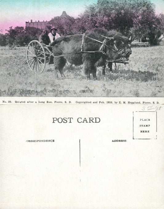 PIERRE S.D. FARM SCENE w/ BUFFALOS ANTIQUE POSTCARD