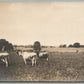 AGRICULTURE SCENE w/ COWS ANTIQUE REAL PHOTO POSTCARD RPPC