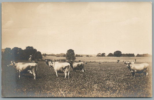 AGRICULTURE SCENE w/ COWS ANTIQUE REAL PHOTO POSTCARD RPPC