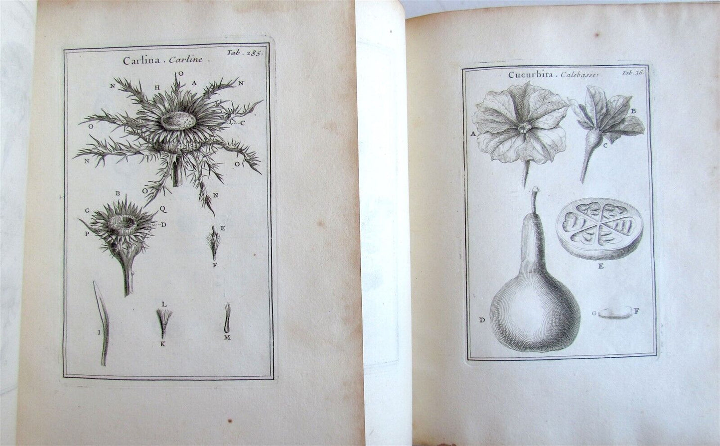 1700 BOTANY ILLUSTRATED 3 VOLUMES TOURNEFORT INSTITUTIONES REI HERBARIAE antique