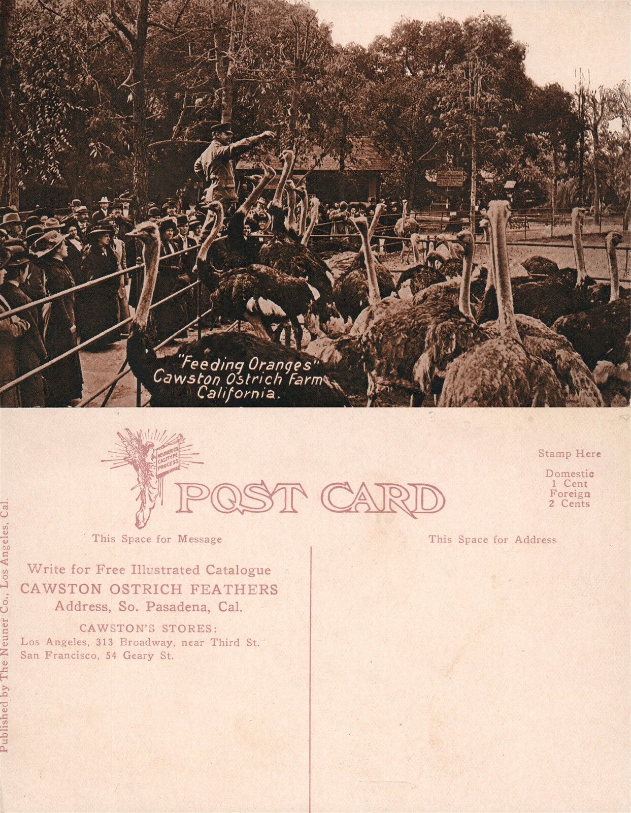 CAWSTON OSTRICH FARM CA ANTIQUE POSTCARD