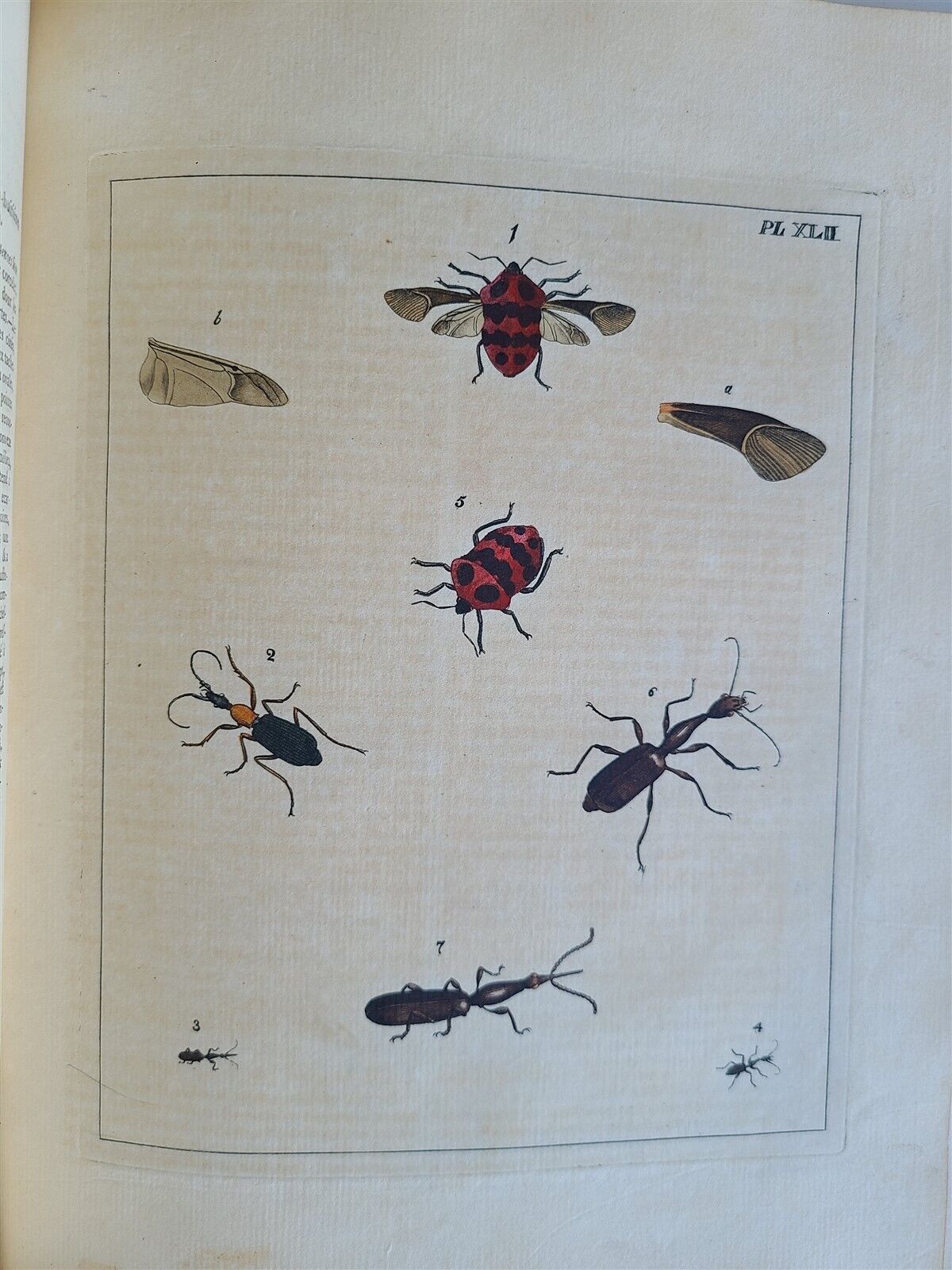 1770 ILLUSTRATIONS of NATURAL HISTORY of EXOTIC INSECTS by D.DRURY antique RARE