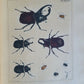 1770 ILLUSTRATIONS of NATURAL HISTORY of EXOTIC INSECTS by D.DRURY antique RARE