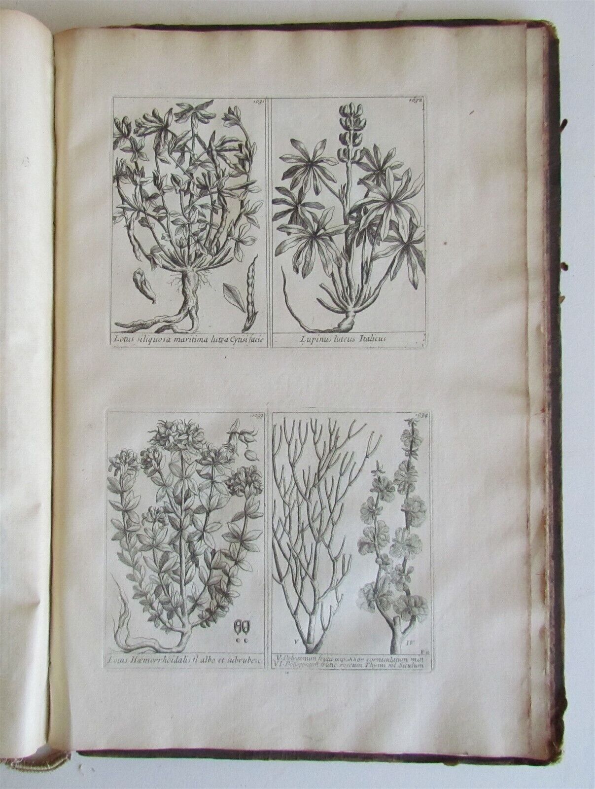 1714 ICONES PLANTARUM per GALLIAM HISPANIAM et ITALIAM Jacques BARRELIER antique