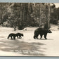 HOUGHTON LAKE MI BEARS FAMILY VINTAGE REAL PHOTO POSTCARD RPPC