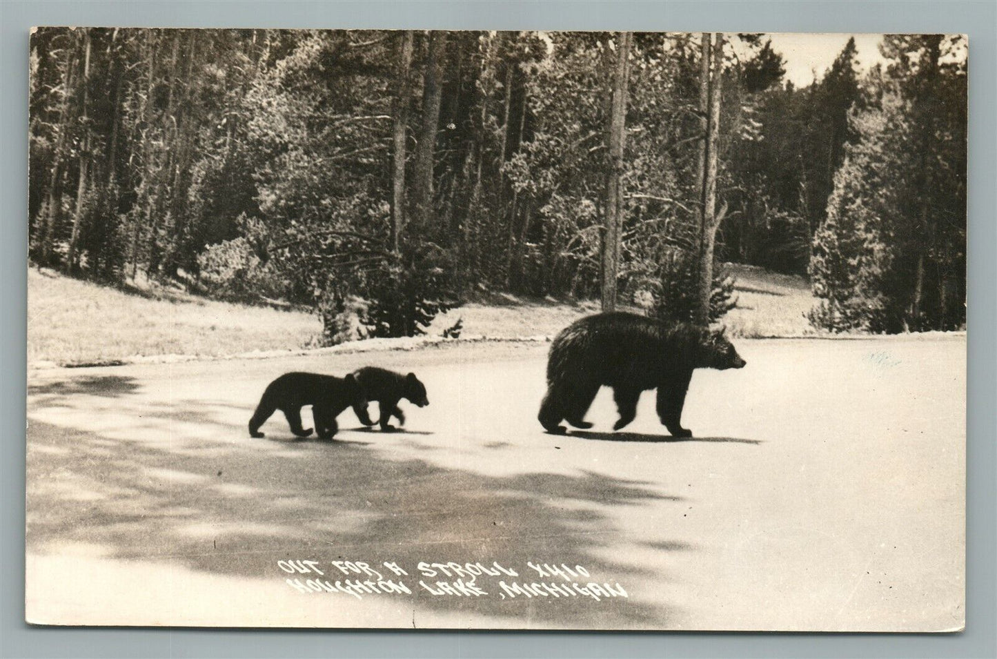 HOUGHTON LAKE MI BEARS FAMILY VINTAGE REAL PHOTO POSTCARD RPPC