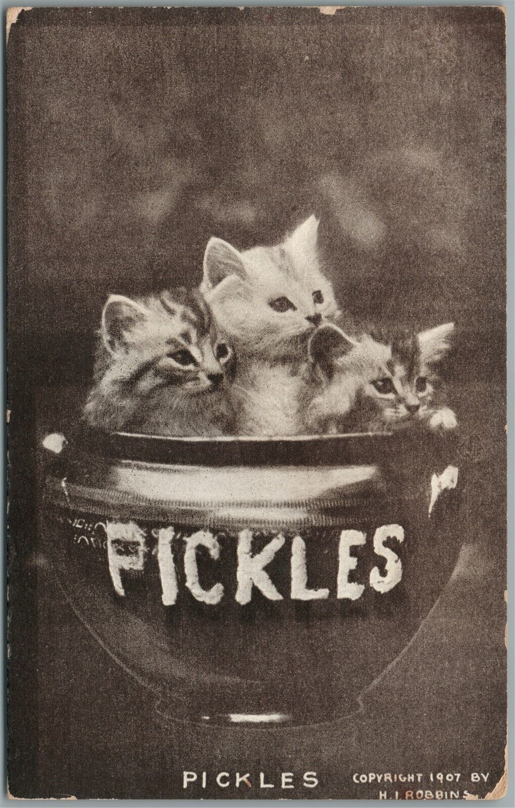 PICKLES BOWLS of KITTENS ANTIQUE POSTCARD