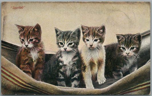 FOUR KITTENS STARTLED ANTIQUE POSTCARD