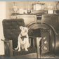 BULLDOG in HOME INTERIOR ANTIQUE REAL PHOTO POSTCARD RPPC