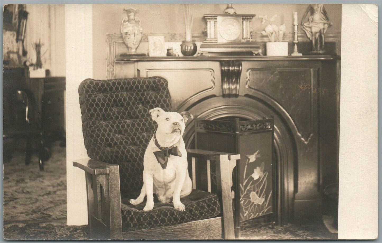 BULLDOG in HOME INTERIOR ANTIQUE REAL PHOTO POSTCARD RPPC