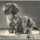 PAIR of DACHSHUND PUPPIES DOGS ANTIQUE REAL PHOTO POSTCARD RPPC