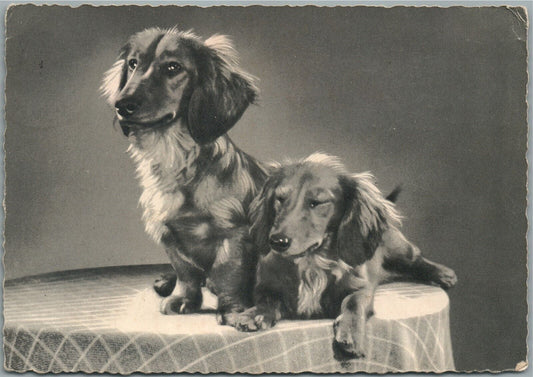 PAIR of DACHSHUND PUPPIES DOGS ANTIQUE REAL PHOTO POSTCARD RPPC