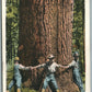 SOLDIERS AT NORTHWESTERN TREE ALONG S.P. ROAD ANTIQUE POSTCARD