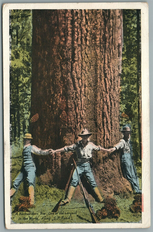 SOLDIERS AT NORTHWESTERN TREE ALONG S.P. ROAD ANTIQUE POSTCARD