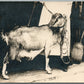 GOAT ANTIQUE REAL PHOTO POSTCARD RPPC