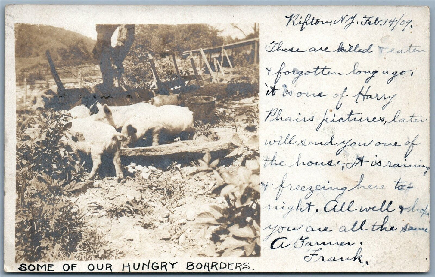 RIFTON NY PIG FARM 1909 ANTIQUE REAL PHOTO POSTCARD RPPC